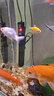 森森（SUNSUN）鱼缸加热棒自动恒温数显石英加温棒防爆水族箱加温器加热器 【升级离水断电】300W数显石英加热棒 实拍图