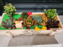 花艺萌多肉植物组合盆栽含盆含土创意diy拼盘花盆肉肉植物室内绿植花卉 (本色木盒）招财小猪 含盆 晒单实拍图