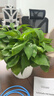 双盟绿萝盆栽除甲醛花卉绿植办公室新房净化空气180白竖纹4盆源头直发 实拍图