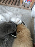 蓓恩 猫粮成猫幼猫全价主粮装英短全阶段天然粮10斤装 实拍图