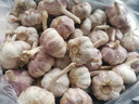 京鲜生河南杞县大蒜带皮新鲜干蒜净重3斤单果4.5-5cm 源头直发包邮 实拍图