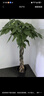 叹为观止大型植物发财树各种大颗盆栽开业乔迁客厅办公室内好养大型花卉 辫子发财树【1.2-1.4米】 含盆 实拍图