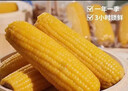 当季新货头茬东北黄甜糯玉米棒真空包装低脂黄糯大棒甜东北黏苞米 黄糯玉米【120-160克】3根 实拍图