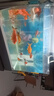 森森 小鲤鱼缸过滤器净水循环三合一内置水族箱过滤系统XQP-500F 6W 实拍图