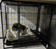 贝初众狗笼大中小型犬带厕所一体狗笼子狗窝大型笼柯基泰迪狗笼宠物笼子 78*54*70cm【适用30斤内狗狗】 【加粗方管】材质升级 实拍图