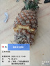 正宗海南金钻凤梨新鲜水果当季树上熟芒果凤梨【催熟食用】 1粒装单果500g-650g【7成熟，催熟再吃】 实拍图