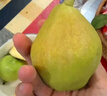 京鲜生 新疆库尔勒香梨 净重10斤 特级 单果120g以上 生鲜水果 实拍图