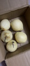 京喜加赵州水晶鸭梨新鲜水果产地直发【六】单果180g起 1粒单果170g+ 实拍图
