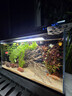 疯狂水草（FKSC）真水草鱼缸造景套餐净化水质懒人鱼缸水草植物直接入缸蜈蚣草 【火山石】水草入门组合3棵 实拍图