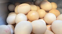 圣迪乐村 谷物鲜鸡蛋20枚净重2斤礼盒装 京东自营生鲜鸡蛋 实拍图