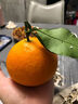 泰汇吃四川爱媛38号果冻橙 新鲜当季水果柑橘桔子时令 整箱5斤商超品质70-90MM净4.5斤 实拍图