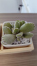 简诗多肉植物盆栽肉办公室内桌面新手小套餐绿植花卉仙人掌带盆diy景 3颗多肉+盆+木托；植物可选择 实拍图