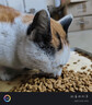凯锐思银爪P28高蛋白全价猫粮亲和肠胃鲜肉冻干双拼成猫粮 【基础养胃】经典鱼肉味12斤 实拍图