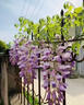 紫藤花树苗爬藤植物多花紫藤萝树苗阳台盆栽庭院老桩花卉四季开花 紫藤【1cm粗】大苗（可爬藤） 实拍图