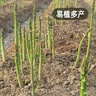 凤鸣雅世芦笋种籽基地种蔬菜种孑多年生京绿芦3号芦笋种子100粒 实拍图