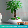 绿荫巷子发财树盆栽室内客厅桌面绿植小盆景三杆发财树苗招财树植物花卉 【瓷圆盆】辫子发财树+熊猫+布景摆件 实拍图