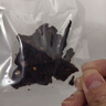 科尔沁 超干风干牛肉干麻辣味100g 休闲食品 肉类零食 牛肉干肉脯 实拍图