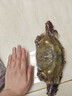 舟山梭子蟹鲜活特大野生大螃蟹新鲜冷冻海鲜水产海蟹飞蟹白蟹顺丰 7-9两/只【5斤净重 特大肥壮】 实拍图