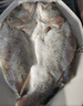 仙泉湖三去大白蕉海鲈鱼2斤/条净膛冷冻刺少肉厚海鲜水产生鲜食材 实拍图