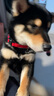 多尼斯（DOGNESS）狗狗牵引绳遛狗绳狗链子项圈幼小型犬泰迪贵宾比熊博美柯基 红S 实拍图