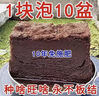 高泡发椰砖营养土压缩椰糠脱盐种菜养花通用型土壤种植大块椰糠土 10块椰砖：高品质/高营养/高泡发 实拍图