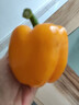 京鲜生山东双色水果五彩椒 生吃甜椒净重3斤单果150克起源头直发 实拍图