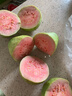京觅福建红心芭乐 番石榴 应季 低糖孕妇水果 单果130g起 净重2.5斤装 实拍图