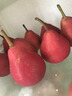 2025现摘红啤梨红皮梨啤酒梨子新鲜水果当季水果梨子 5斤大果包邮 5斤 单果70-90g 实拍图