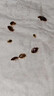 皎洁杀虫饵剂室内外灭杀驱蟑螂跳蚤臭虫蜈蚣药一窝全窝防治端500g 实拍图