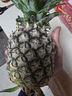 正宗海南金钻凤梨新鲜水果当季树上熟芒果凤梨【催熟食用】 1粒装中果 单果1.3-1.7斤 实拍图