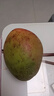 集南鲜 越南青玉芒果 芒果当季大青皮黄皮大芒果新鲜水果整箱 含箱5斤  单果250g起  净重4.5斤 实拍图