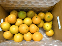 京鲜生 广西砂糖橘/沙糖桔 8斤礼盒 生鲜水果礼盒 实拍图