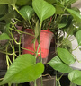 双盟绿萝盆栽除甲醛花卉绿植办公室新房净化空气180加仑2盆装源头直发 实拍图