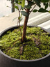 八芽 小叶赤楠盆景摆件室内绿植花卉盆栽老桩客厅办公室桌面好养植物 （【热销款】舍得紫砂盆赤楠+苔藓+底座） 实拍图