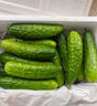 京鲜生 山东玉女小黄瓜 净重3斤 单果80g+ 青瓜水果拇指黄瓜 源头直发 实拍图