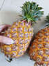 译优农正宗海南金钻凤梨新鲜热带水果当季香水金菠萝手撕小菠萝金凤梨 净重4.5-5斤【实惠装】海南直发 实拍图
