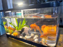阔庭鱼缸懒人鱼缸家用客厅办公室金鱼缸过滤鱼缸黑色款 实拍图