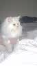 宜品达QC猫咪衣服保暖秋冬季布偶猫背心绒衣宠物小型犬狗狗小猫幼猫 高品质兔毛绒-粉色 L (6-9斤内) 实拍图