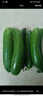 京喜加新鲜无刺水果小黄瓜小青瓜脆甜荷兰脆嫩生吃黄瓜蔬菜 水果黄瓜 2斤 带箱活动 实拍图