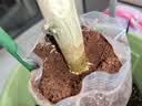 施奇爆发根 5%吲丁萘乙酸强力生根粉植物兰花卉移栽扦插壮苗剂生根液  实拍图