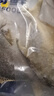 卖鱼七郎 国产冷冻金鲳鱼 3条装 净重2.7斤 海鱼特大 生鲜鱼类海鲜水产 实拍图