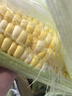 【新鲜甜玉米】现摘新鲜水果玉米新鲜甜玉米棒生鲜蔬菜可生吃早餐 新鲜水果玉米 3斤 净重 300g起 实拍图