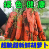 京喜加新鲜现挖现发胡萝卜农家自种蔬菜水果沙地红萝卜 带泥胡萝卜1斤 含箱 实拍图