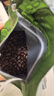 耶加雪菲咖啡豆500g 500g 1袋 实拍图
