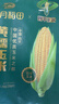 十月稻田 四平黄甜糯玉米 8根 3.52斤 东北黏玉米棒 真空包装 非转基因 实拍图
