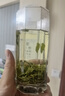 文新绿茶2025新茶实惠便携装信阳毛尖一级25g罐装 实拍图