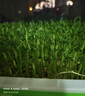 北蔬 水培蔬菜豌豆种子芽苗菜育苗盘种植盒套装 加深盘水培豌豆苗套餐 实拍图