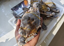 舟山梭子蟹鲜活特大野生大螃蟹新鲜冷冻海鲜水产海蟹飞蟹白蟹顺丰 3-5两/只【3斤 当季船供】 实拍图