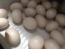 均鲜新鲜土鸽子蛋杂粮喂养农家特产白鸽蛋信鸽蛋孕妇宝宝年货节礼盒装 30枚610g左右精选鲜鸽蛋 实拍图