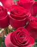 红色单头玫瑰10枝 实拍图